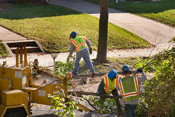 How Our Tree Care Process Works  in Moweaqua, IL